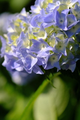 本土寺の咲き始めた紫陽花