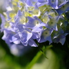 本土寺の咲き始めた紫陽花