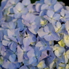 紫陽花アップ
