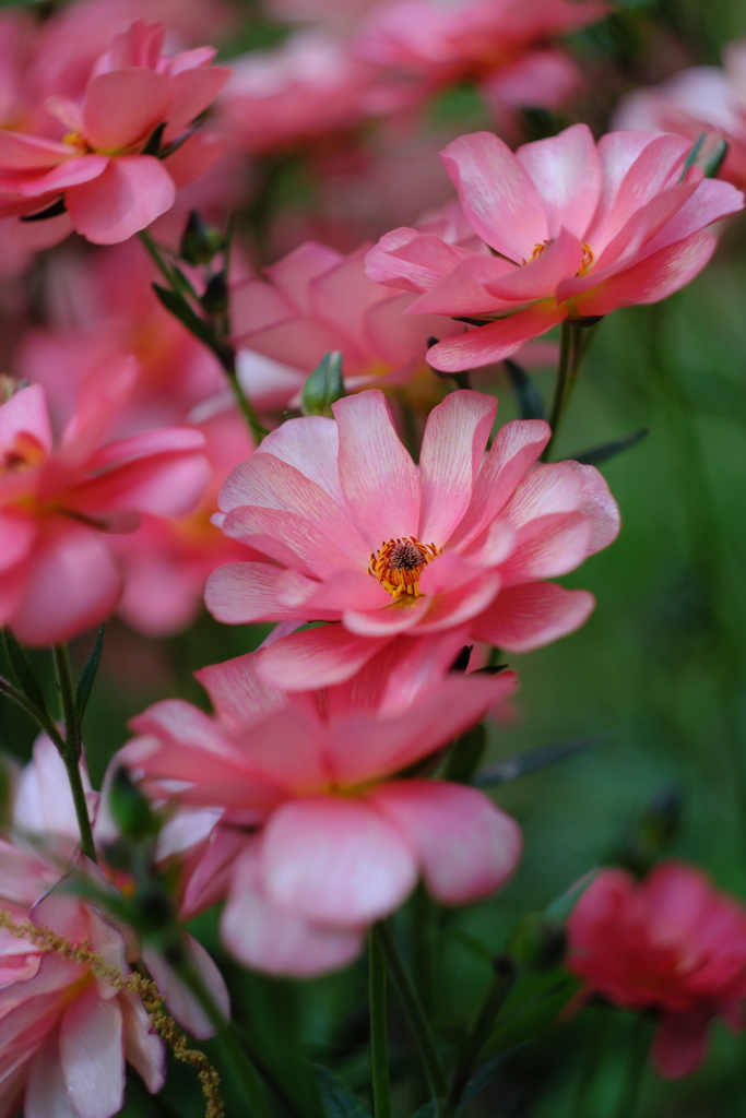 華やか
