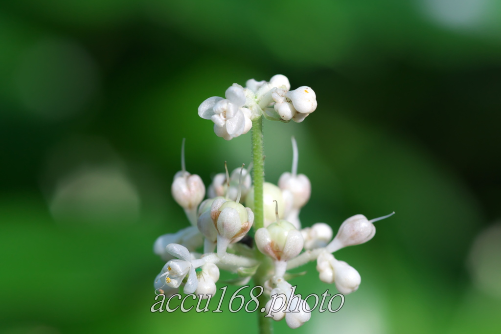 白の花・実