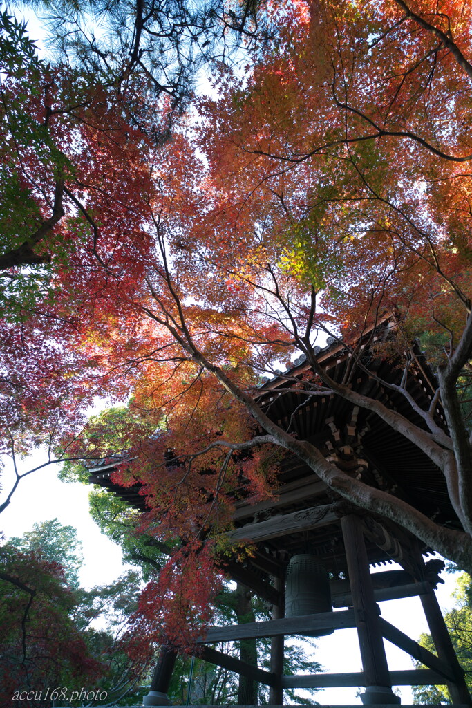 鐘と紅葉