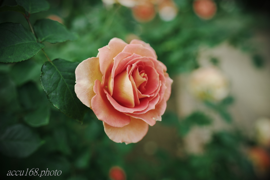レトロ風な薔薇