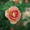 レトロ風な薔薇