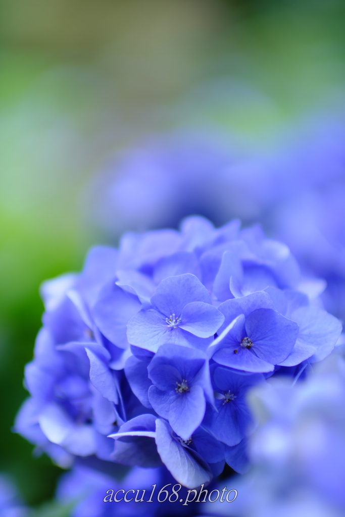 本土寺ゆるふわ紫陽花　その１