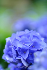 本土寺ゆるふわ紫陽花　その１