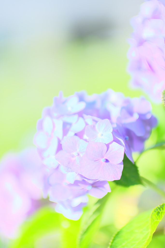 ゆるふわ紫陽花その2