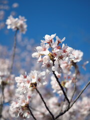 散り始めの桜