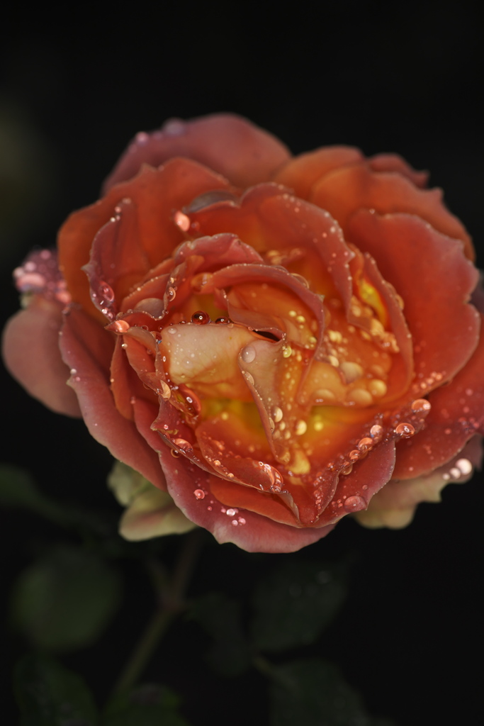 薔薇の滴　弐