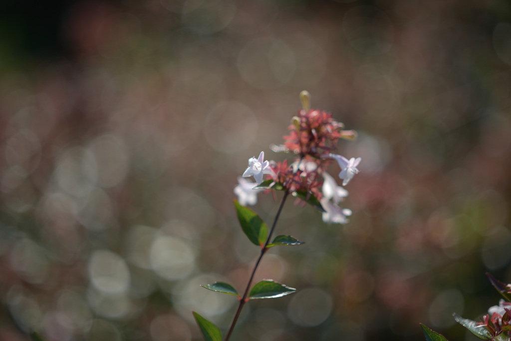 Nikonオールドレンズの玉ボケ_002