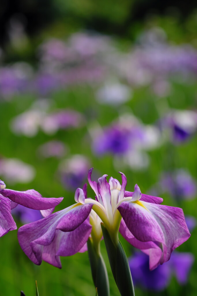 本土寺の菖蒲園_紫色の菖蒲