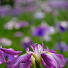 本土寺の菖蒲園_紫色の菖蒲