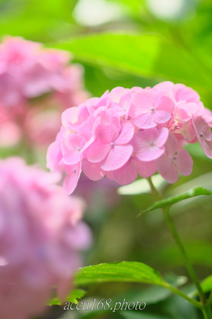 本土寺ゆるふわ紫陽花　その２