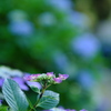 見頃前の紫陽花