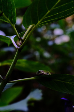 紫陽花畑のアマガエル