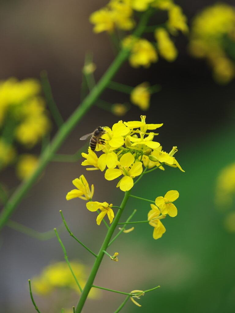 菜の花と蜂