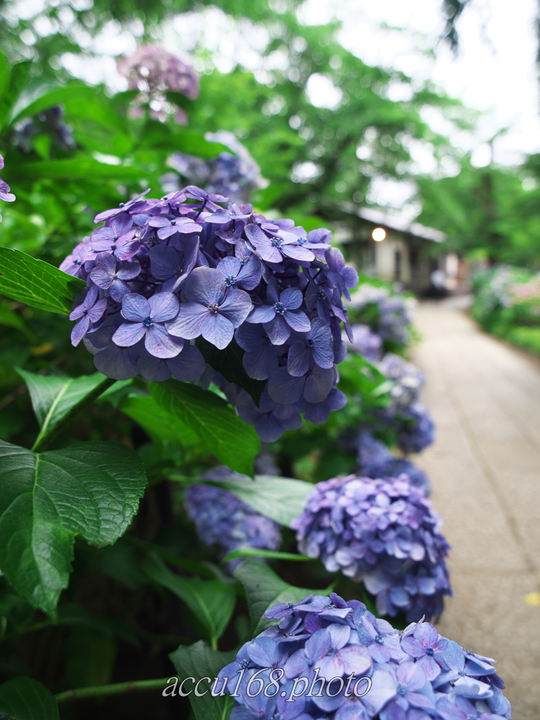 紫陽花の道　その1