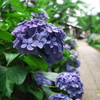 紫陽花の道　その1