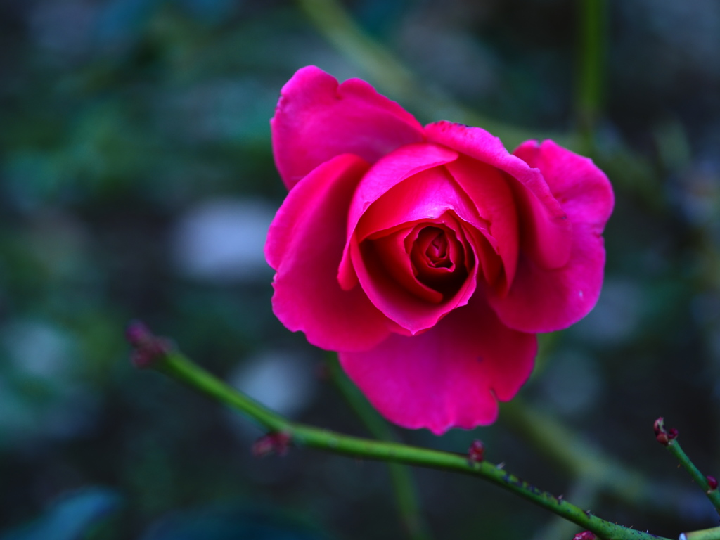 冬の薔薇
