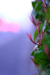 新芽と光