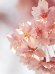 今年の河津桜