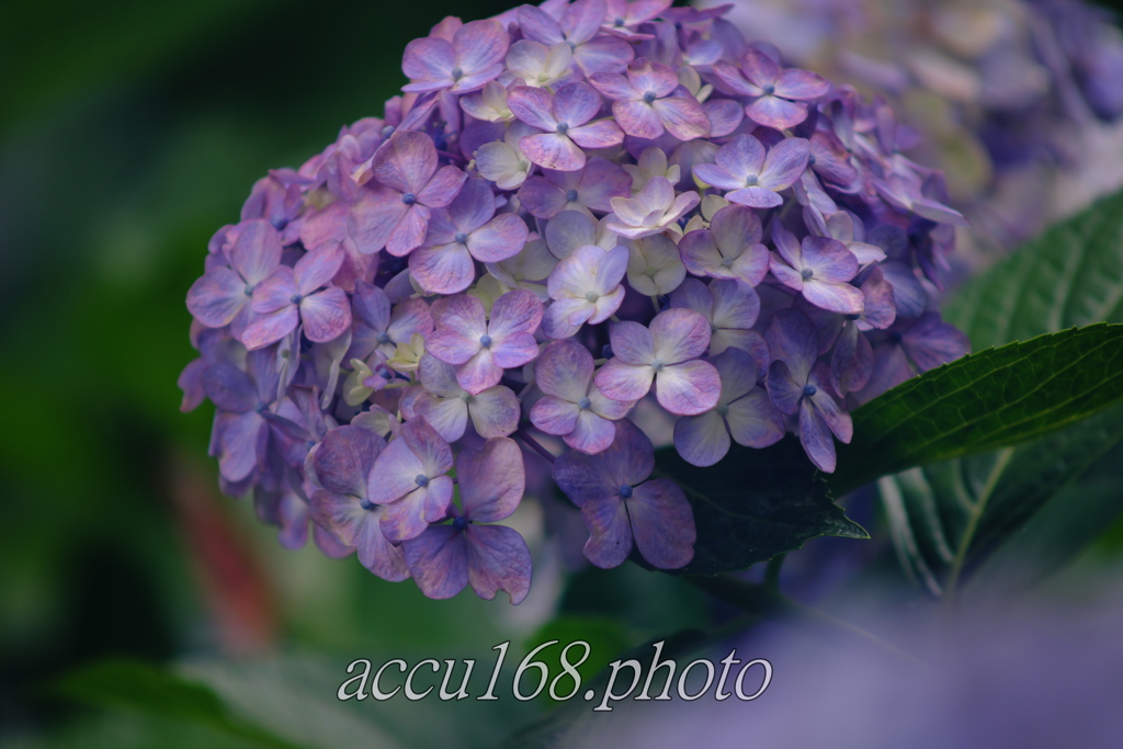 本土寺紫陽花