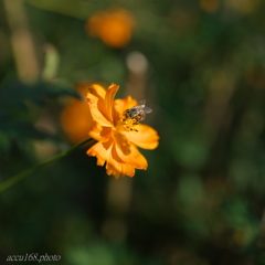 蜂と秋桜