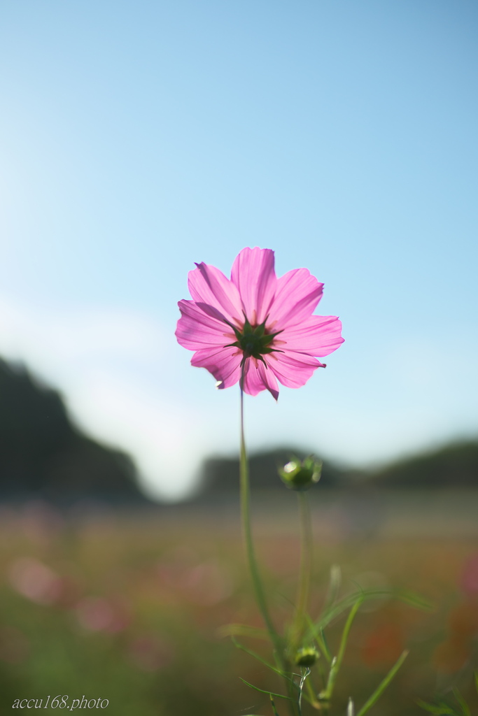 秋桜