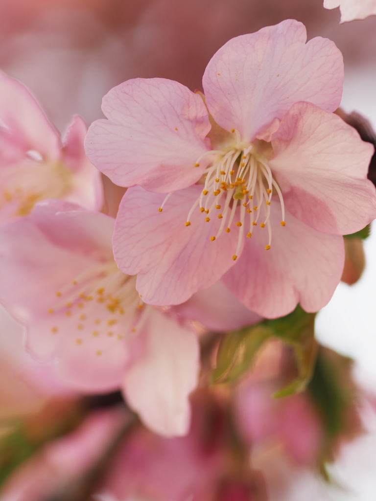 河津桜の花びら