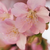 河津桜の花びら