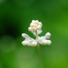 白い蕾