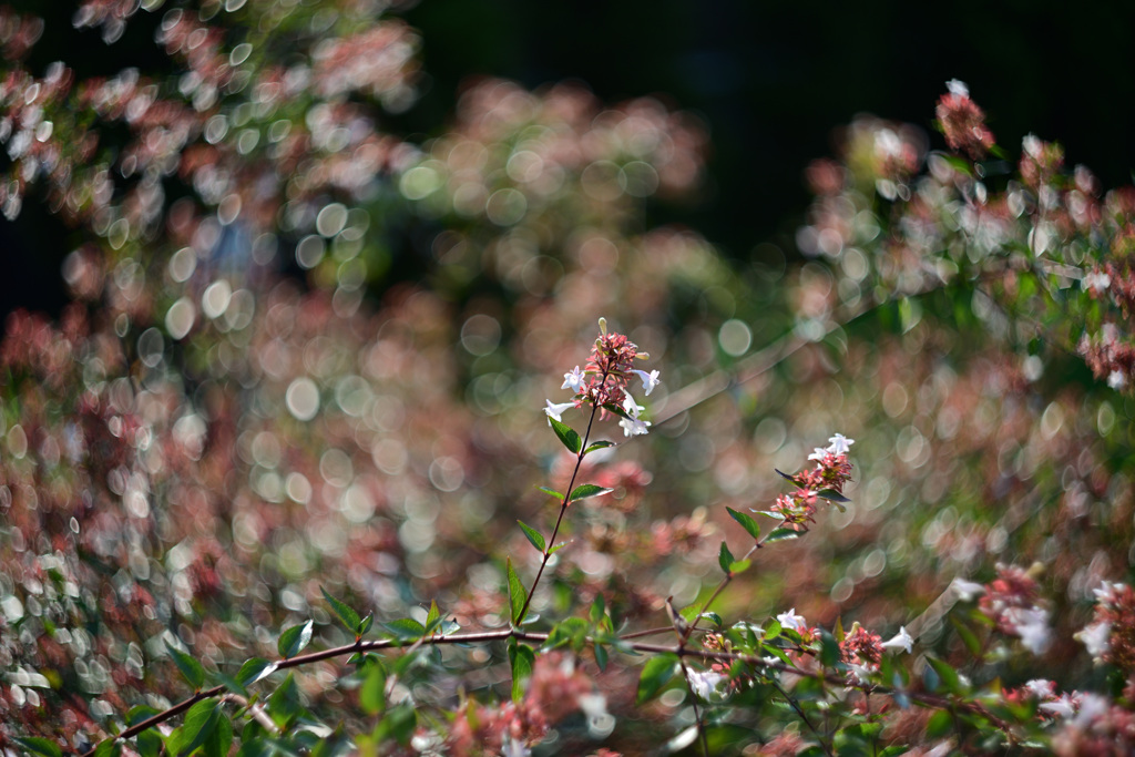 ぐるぐる玉ボケの花