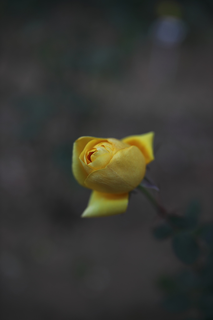 市川の黄色い薔薇　壱