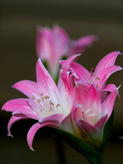 百合の花々