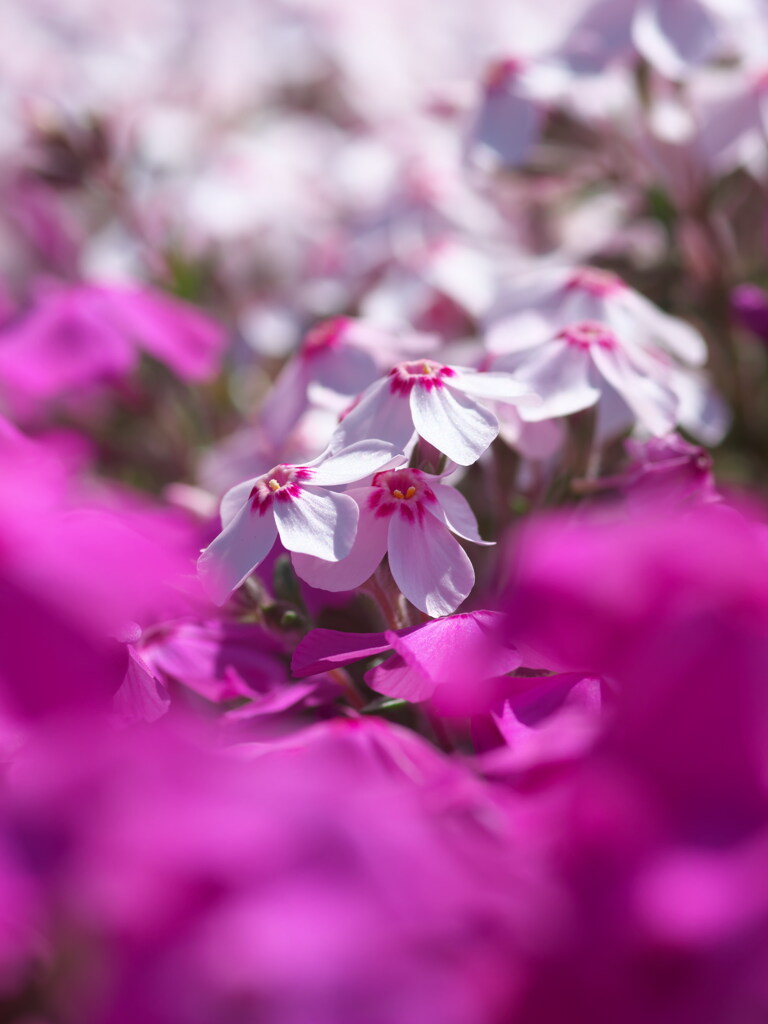 芝桜