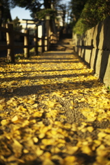 黄色い道
