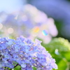 色付き玉ボケと紫陽花