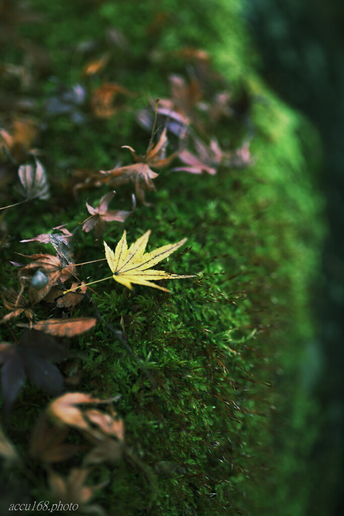 苔ともみじ