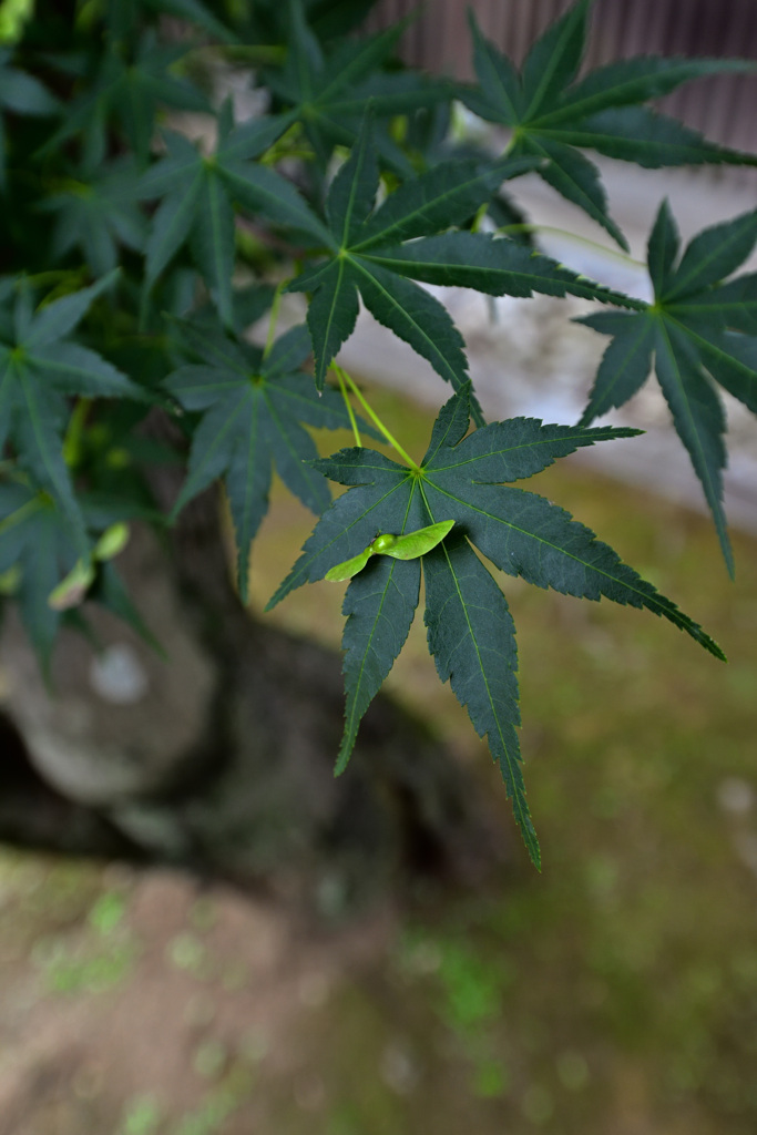手の平にプロペラ