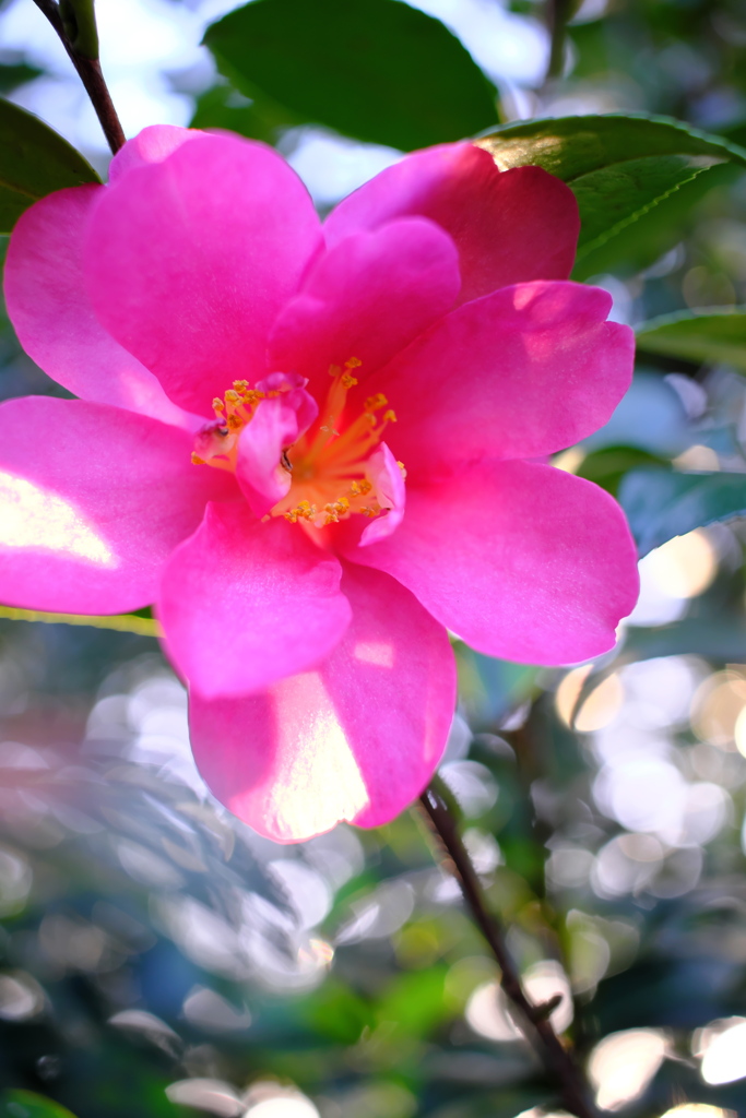 椿の花