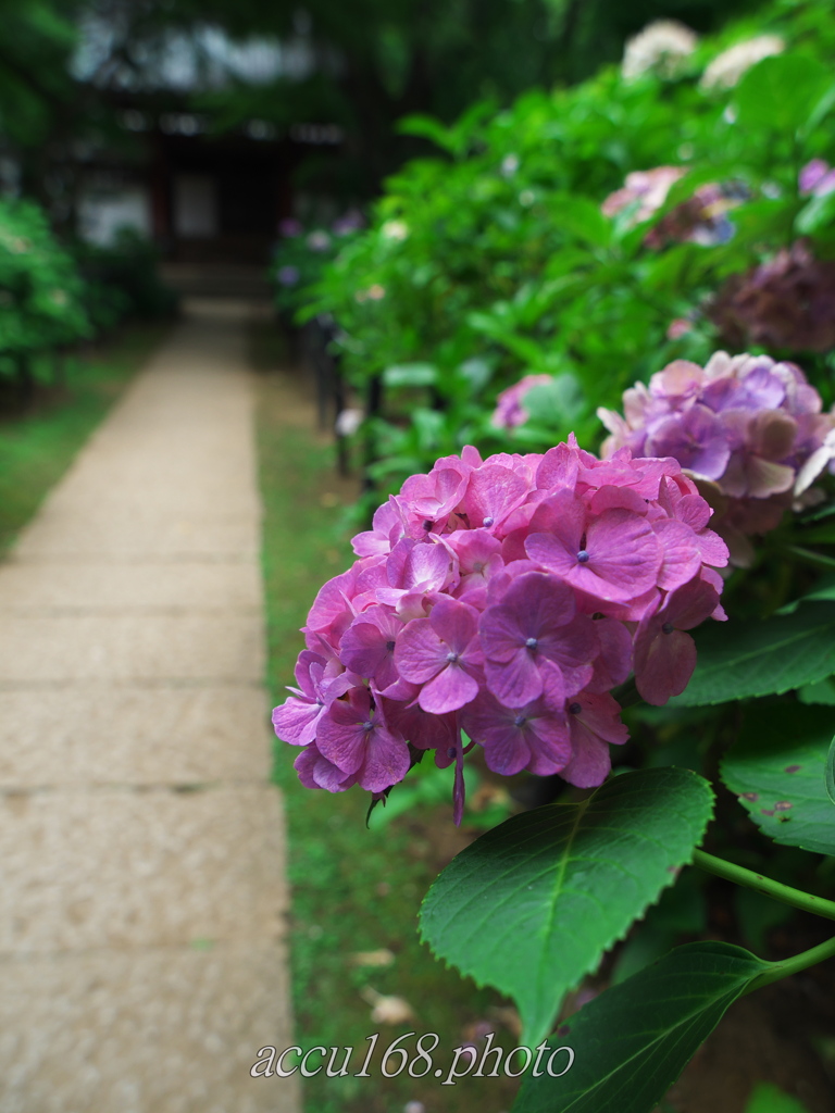 紫陽花の道　その３