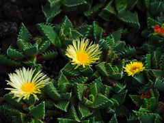 シカイナミの花