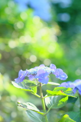 ゆるふわ紫陽花その3