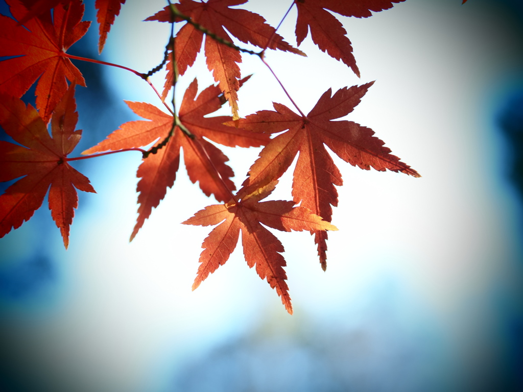 クロス