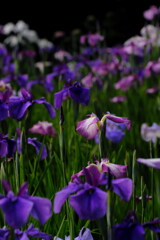 本土寺の菖蒲園_紫色の菖蒲群