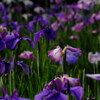 本土寺の菖蒲園_紫色の菖蒲群
