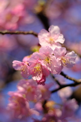 川辺の河津桜