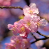川辺の河津桜