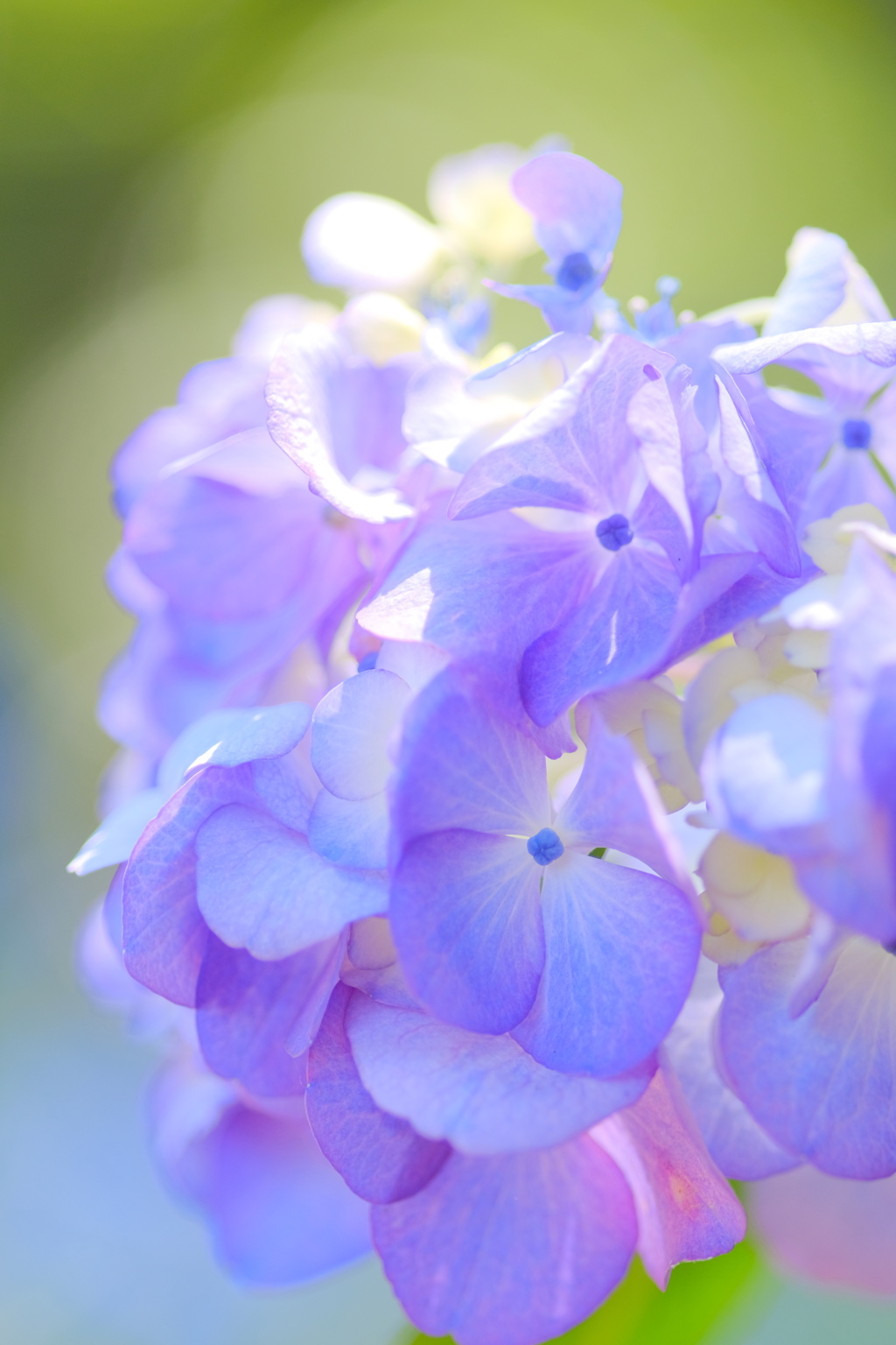 薄紫色の紫陽花