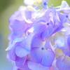 薄紫色の紫陽花